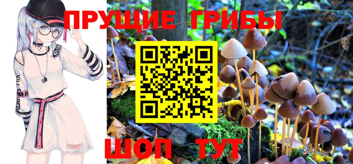 Будённовск  Псилоцибиновые грибы Cubensis  Вход с VPN 